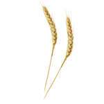 PacknWood 210BBWH15, 7-Inch Bamboo Wheat Skewers, 500/CS